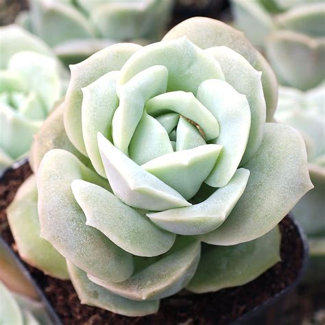 Echeveria | Echeveria Types | Echeveria Succulents - Page 4