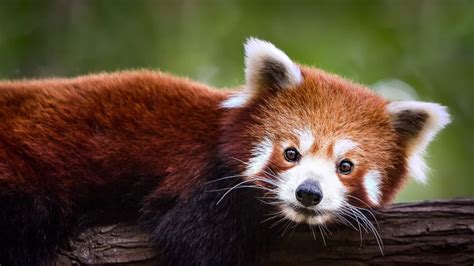 red pandas    lesser pandas howstuffworks