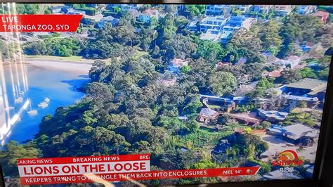 Taronga Zoo's pride of lions have escaped enclosure! : r/australia