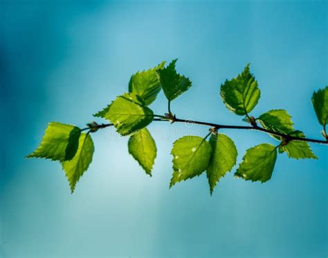 Beautiful Young Birch Tree Leaves in the Spring. Fresh, Green Leaves in ...