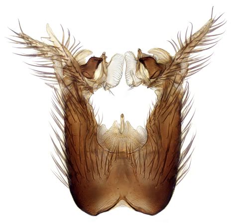 Brevicornu Sericoma Trawscoed North Wales April Flickr