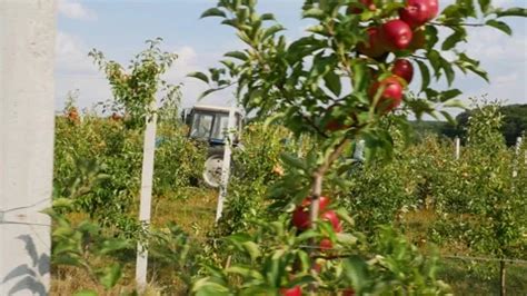 Fall apple harvest. Growing apples. Appl... | Stock Video | Pond5