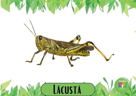 by Ramona Belascu on Insecte | School activities, Kids, Activities