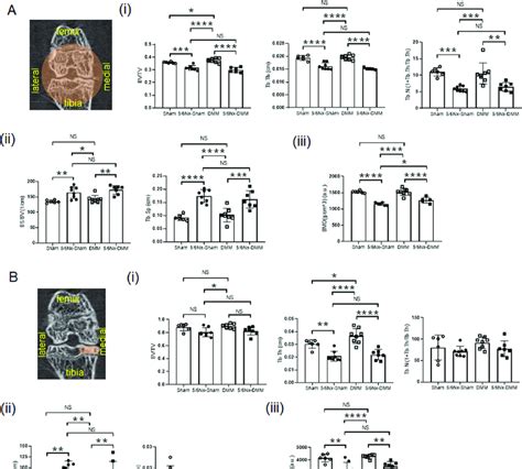 µct Analysis Of Joint In Mice At Week 12 After First Surgery A Whole Download Scientific