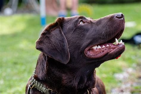 Portrait Black Labrador Retriever Original Free Photo Rawpixel