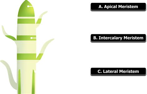 Label the three types of meristems based on its functions.A Increases length of stem and rootsB ...