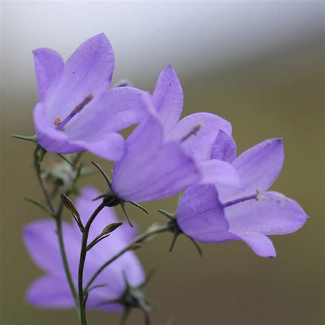 Campanule Feuilles Rondes Campanula Rotundifolia Flickr