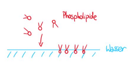 Biologie Zellmembran Und Prokaryoten Karteikarten Quizlet