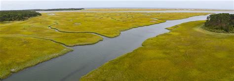 From Mangroves To Fjords, Coastal Ecosystems Can Take Up Or Emit Greenhouse Gases. But Globally ...