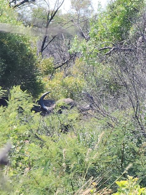 guided bush walk morning  dinokeng activities