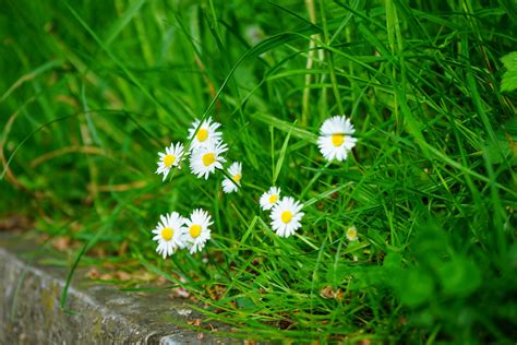 Banco De Imagens Natureza Plantar Branco Prado Pradaria Flor