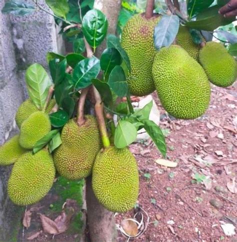 Full Sun Exposure Vietnam Early Jack Jackfruit Plant For Fruits At Rs