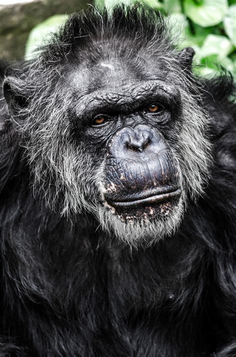 john ball zoo animal list 7