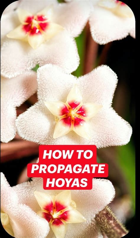 Propagate Hoyas Directions Hoya Plants Propagation Mother Plant