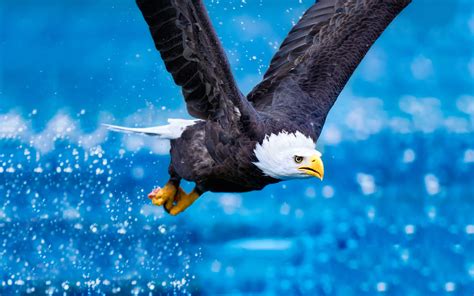 Eagles Wallpapers HD Widescreen - WallpaperSafari