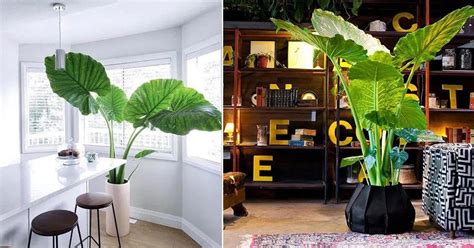 Growing Elephant Ear Plant Indoors Elephant Ear Care Guide