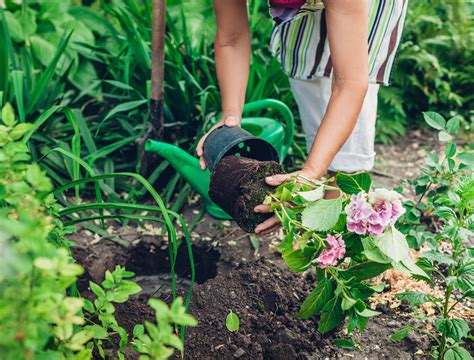 7 Tips For Transplanting Hydrangea