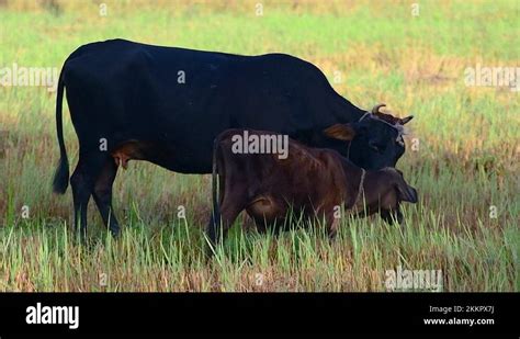 Mother Cow Licking Its Newborn Baby Calf Cleaning And Taking Care Of