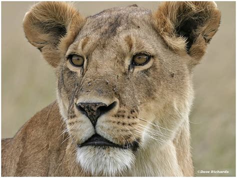 Lioness Focusing On Wildlife