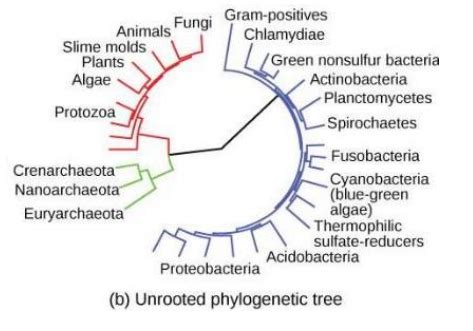 Chapter Phylogenies And The History Of Life Flashcards Quizlet