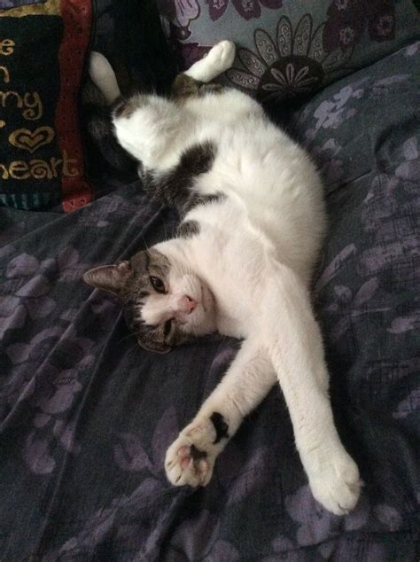 A Black And White Cat Laying On Top Of A Bed