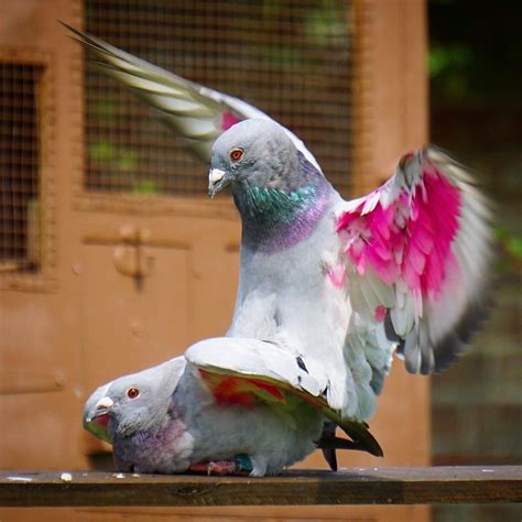 The Genital Physiology Of The Racing Pigeon Mating And Sex Characteristics