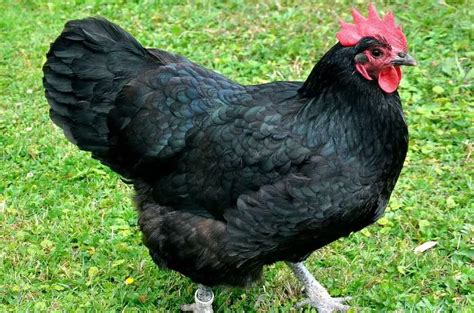 Australorp Chicken Everything You Need To Know ChickenMag