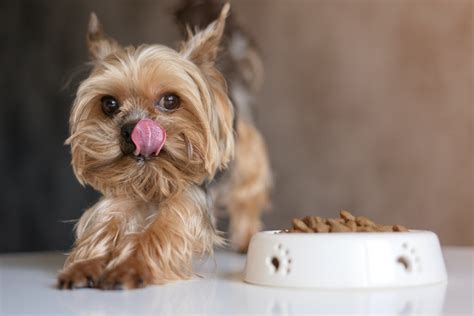 ️ Los 10 Mejores Alimentos Para Perros Para Perros Mayores