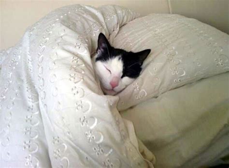 Cat Under Blanket Blank Template Imgflip