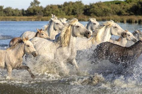 Konie Camargue Historia I Charakterystyka Rasy