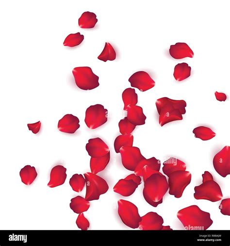 Falling Red Rose Petals Isolated On White Background Vector