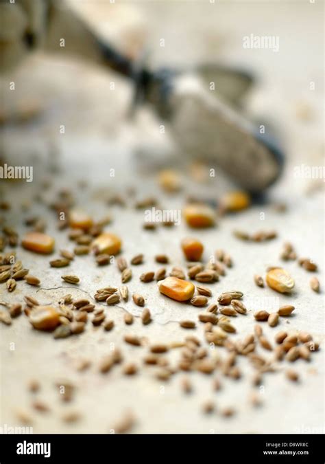 Corn,wheat and barley: ingredients for making Bourbon Stock Photo - Alamy