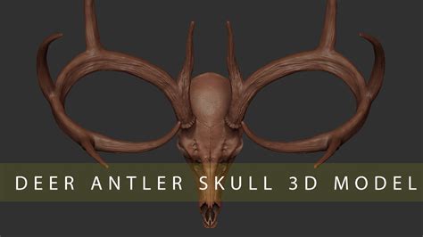 Artstation Deer Antler Skull 3d Model Resources