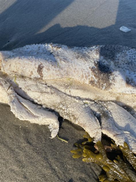 What is this washed up on the beach? : r/oceancreatures