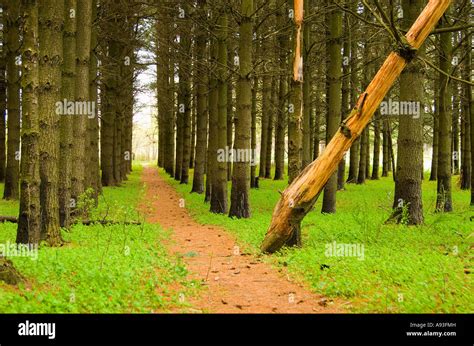 Pine Forest Path Stock Photo - Alamy