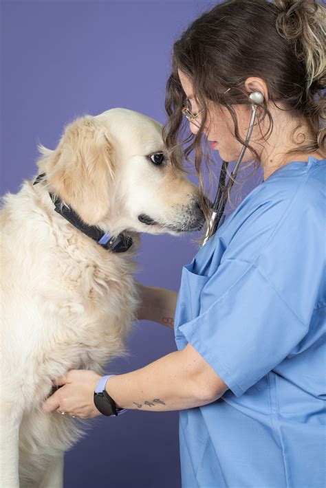 Common Dog Health Problems and Solutions - PetPace