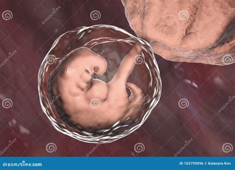 Pregnancy 4 Weeks Embryo Stock Illustration Illustration Of Embryo