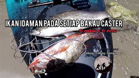 Siakap Merah Putih Atas Kayak Lagi Siakap Strike Padu My