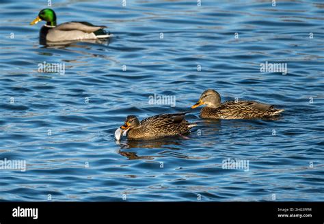 Poissons Poule Banque De Photographies Et Dimages Haute R Solution