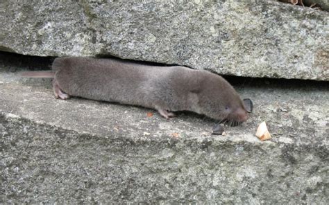 Northern Short Tailed Shrew Blarina Brevicauda Mammal