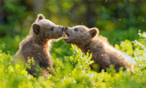 Kissing Bear Cubs - Canvas Print, Oil Painting, Wall Art