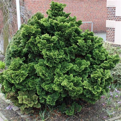 Kleine Muschelzypresse Pflanzen Japanische Gartenpflanzen