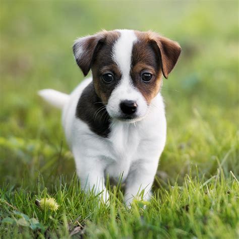 #1 | Jack Russel Terrier Puppies For Sale By Uptown Puppies