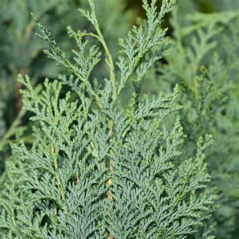 Chamaecyparis Lawsoniana Columnaris Columnar Lawson Cypress