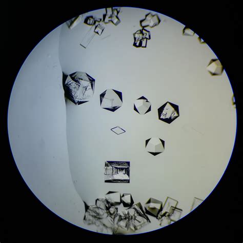 NaCl under the microscope. For some reason one of the crystals grew in ...