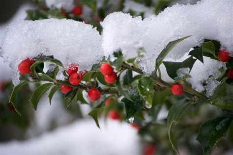 Free stock photo of christmas, holly, snow