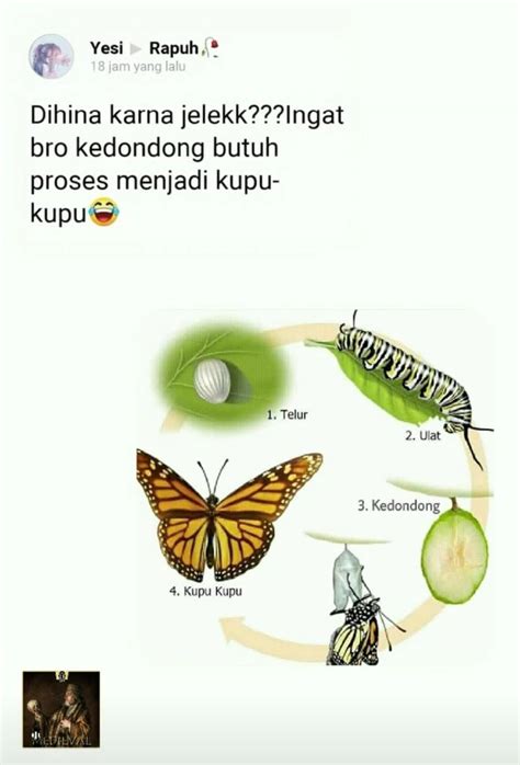 Detail Gambar Metamorfosis Sempurna Kupu Kupu Koleksi Nomer 34