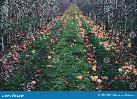 Apple Orchard In Autumn Winter Season Many Rotten Old Apples On The