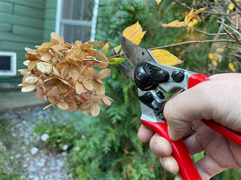 How to Prune Hydrangeas – Mandy Spring Farm Nursery, Inc.
