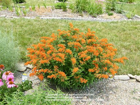 Photo Of The Entire Plant Of Butterfly Weed Asclepias Tuberosa Gay